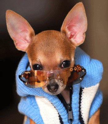 ����� �� ������� ����?