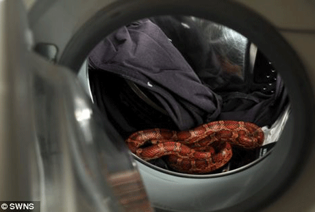 ��������� ����������� ��������� ����