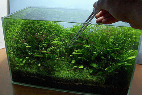 ��������� � �� � � �������� ���������. �������� ������� �������� ������� AquaScaping World Magazine