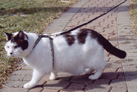 ������ ��� �����