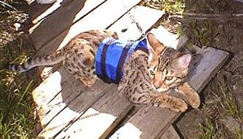 ������ ��� �����