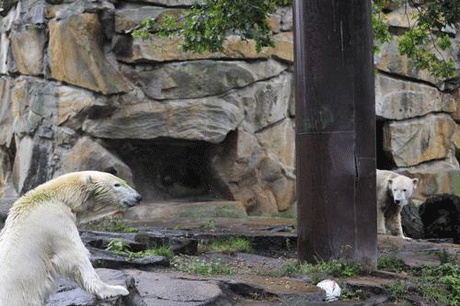 Любовь двух медведей покорила Германию Любовь двух медведей покорила Германию