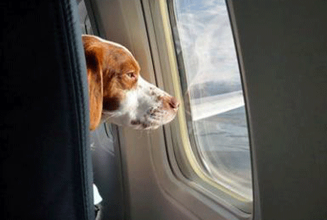 ������������ ��� ��������