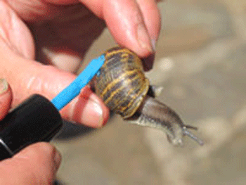 �������� ���������� ��������