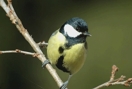 ����� ��������� ����-2010