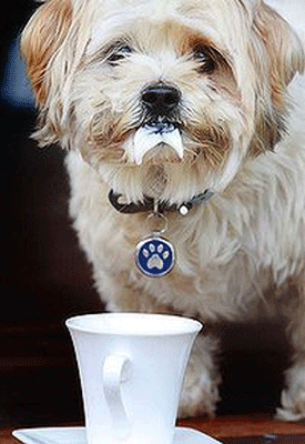 "��������" ��������