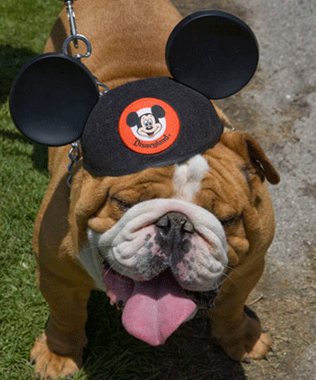 ����������� ��� ��������