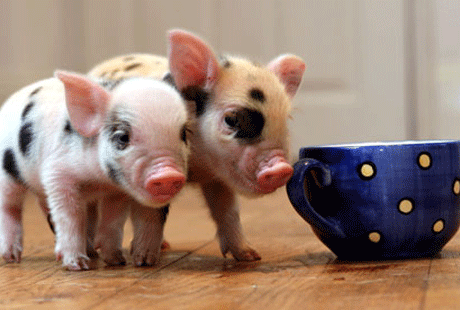 ���� � �����-�����