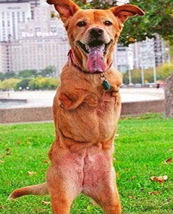 ������ �������� ������ ��������