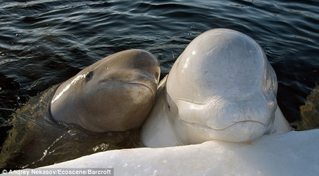 ������� ������