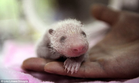 ����� ������ ����