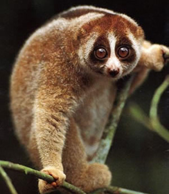 � ���� ��������� ����������