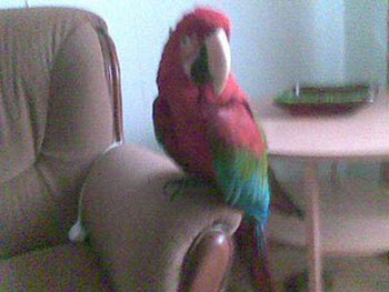 Приключения Генриетты Приключения Генриетты