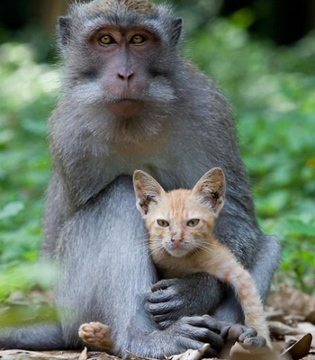 �������� ��������� ������