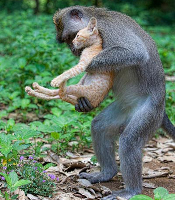 �������� ��������� ������