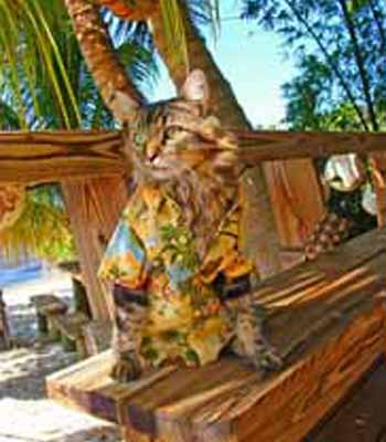 "� ����� ������ ������, � �� ����� ���?"