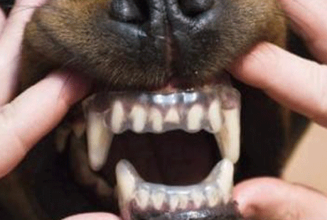 ����������� ������ �� �����