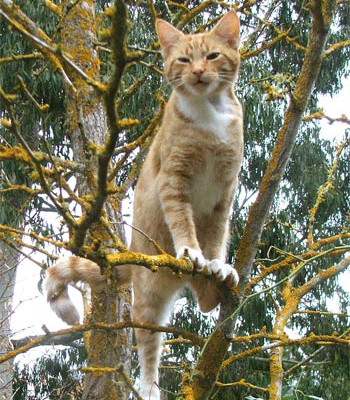 ������ �������� ��������...