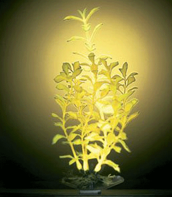 �����-����� ��� ���������