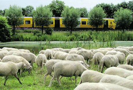 ���� � ������� ������ �� ������