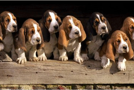 ������� ��� ��� �������