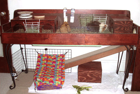 Личные апартаменты морской свинки Личные апартаменты морской свинки