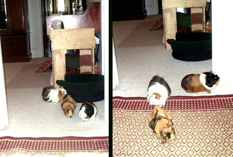 Личные апартаменты морской свинки Личные апартаменты морской свинки