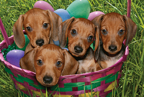 �������� �������������