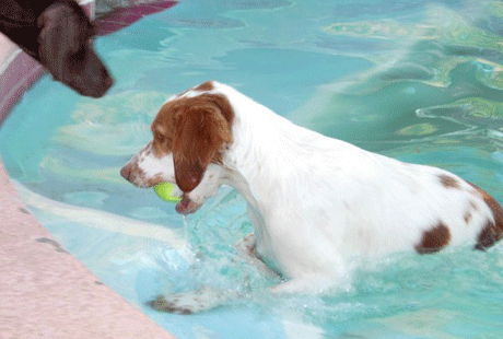 ������� ������� ���