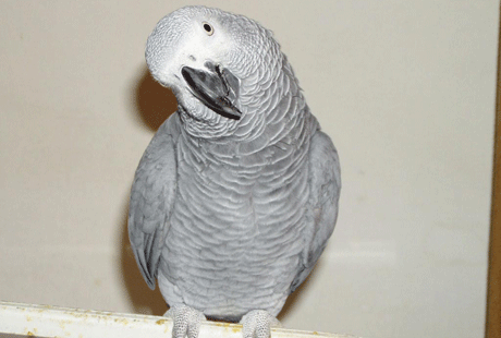 � ����, ��� �� ������� �� ������� ������