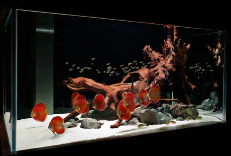 ����������� ����������