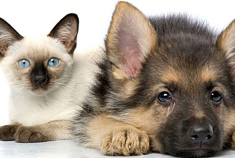 ����� ������� ����� ���������� ��������