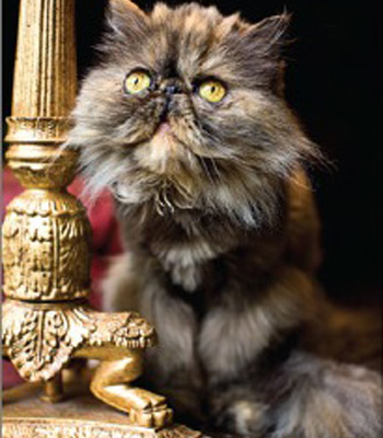 ��������� � �������