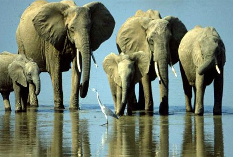 ������ ��� �����