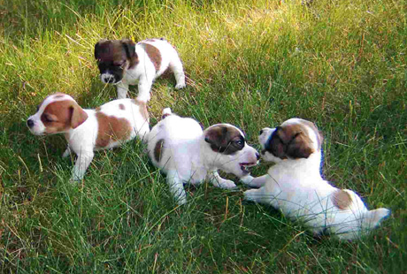 �������� ��� ��� ��������