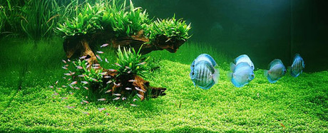 ����������� ���� � �������������