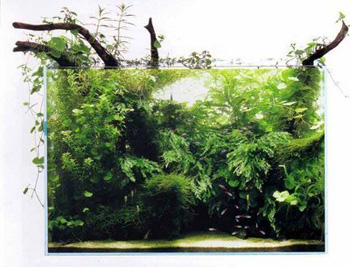 ����������� ���� � �������������