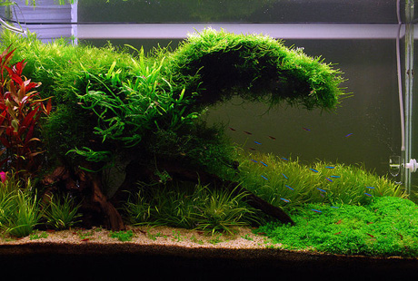 ����������� ���� � �������������