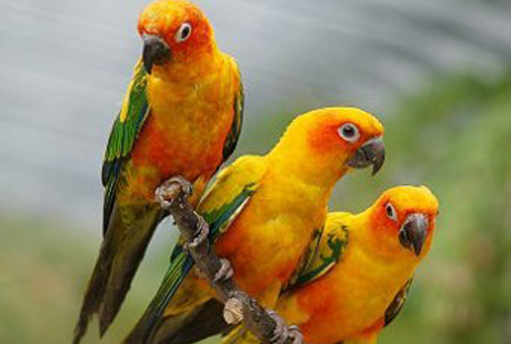 �������, ������� ��� �������