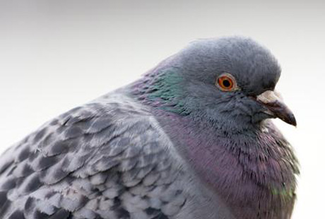 �������� ������ ������� ���������