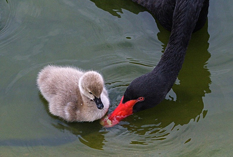 ������ �����������