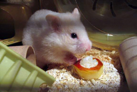 ������� ��������. ����