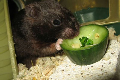 ������� ��������. ����