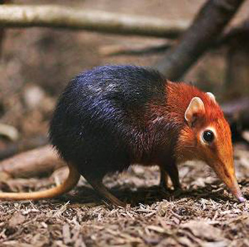 � ������ ����� ����� �������� � �����