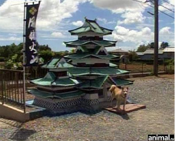 ����� ��� ������