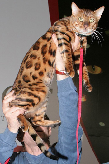 �������� ���������