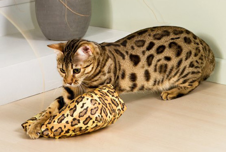 � ��� � ���� ������ � ���������?