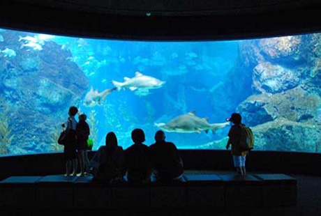 �� �������