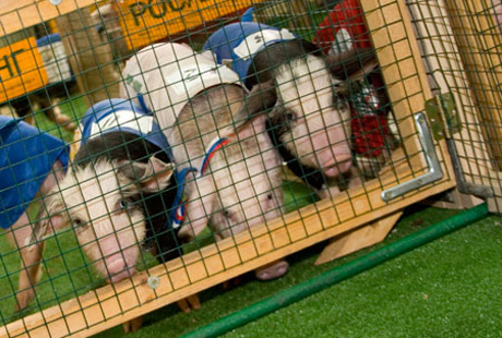 � ������ ������� ��������� ����