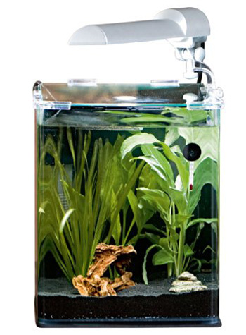 ���� �������� ��� ��������, ������ � ������